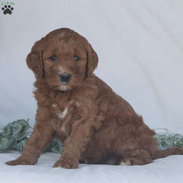 Gabby F1B, Goldendoodle Puppy